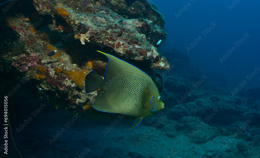 Obraz premium pretty and colourful koran angelfish swimming by with the coral reef and blue waters of watamu marine park, kenya, in the background