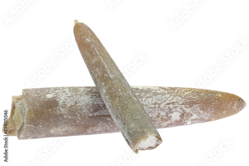 belemnites (Gonioteuthis quadrata) from the Höver, Germany isolated on white background photo