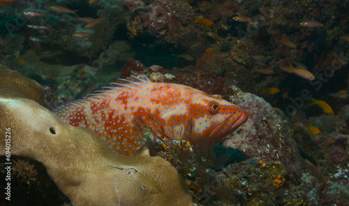 juvenile coral grouper nestled amongst the colurful coral reefs of watamu marine park, kenya
