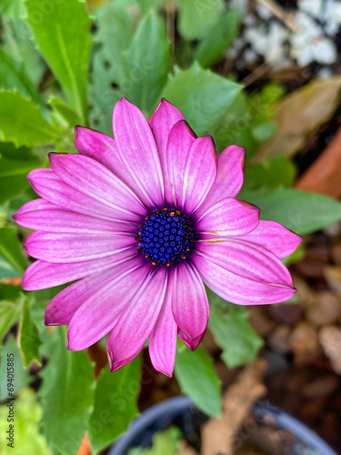 Pink garden flower in the UK