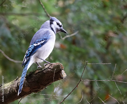 Randonnée dans les Cantons-De-l'Est au Canada et rencontre avec sa faune sauvage