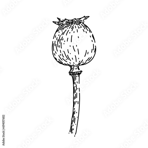 flower poppy hand drawn. red nature, field remembrance, day illustration flower poppy vector sketch. isolated black illustration