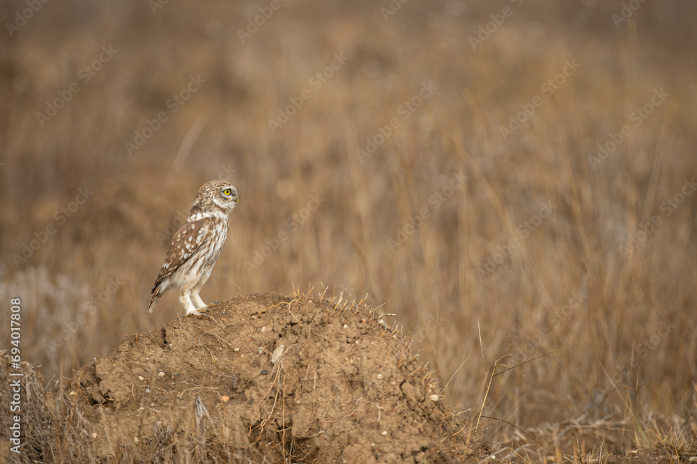 Little Owl (Athene noctua) on the ground. Little Owl (Athene noctua) on the ground.