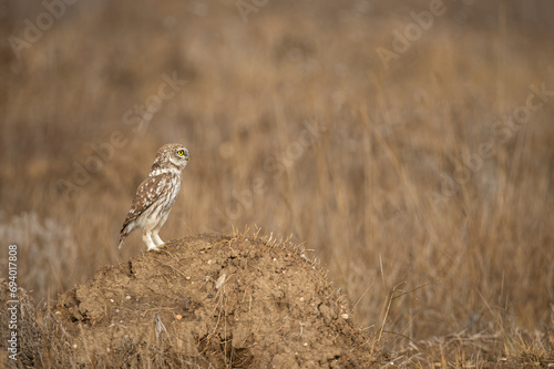 Little Owl (Athene noctua) on the ground. © TAMER YILMAZ
