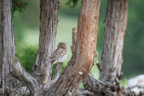 Little Owl  Athene noctua  on a branch.