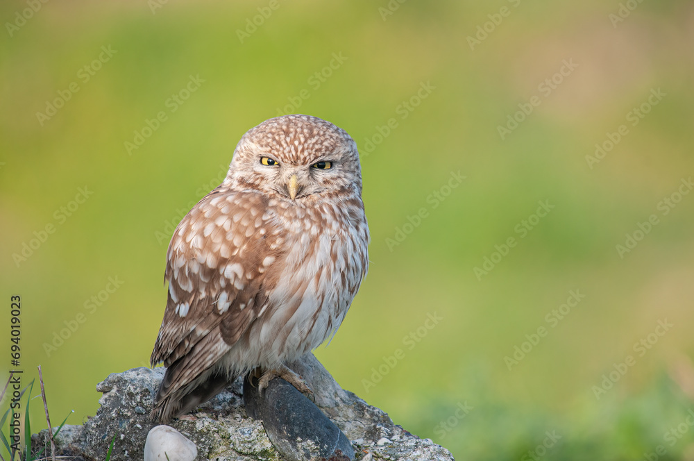 Fototapeta premium Little Owl (Athene noctua) with an angry look. Green background.
