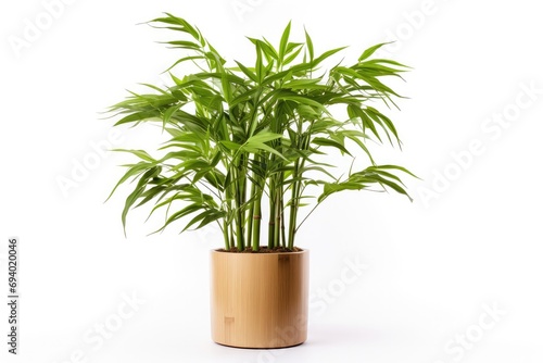 Green bamboo in a decorative flowerpot, nature's beauty, botanical charm for modern homes.