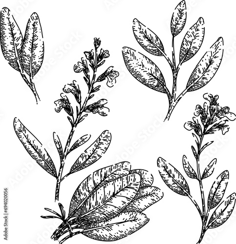 sage set hand drawn. sage leaf, green herbal, garden healthy sage vector sketch. isolated black illustration photo