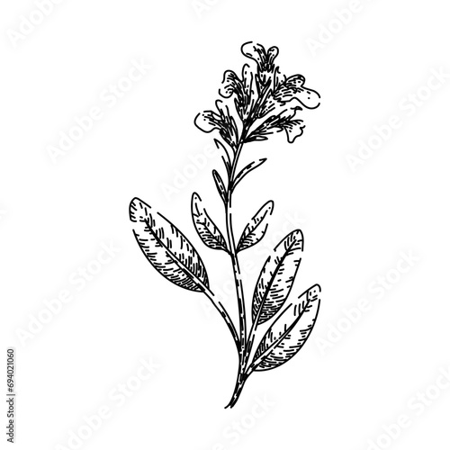 leaf sage hand drawn. green herbal, garden healthy, organic spice leaf sage vector sketch. isolated black illustration photo