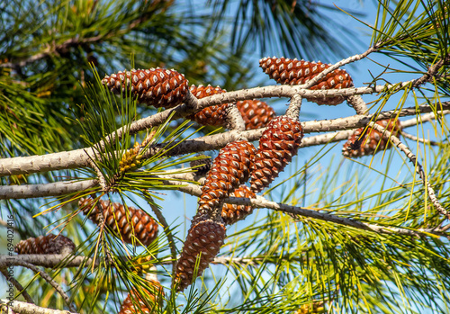 Aleppo Pine  Majestic Beauty of Tree