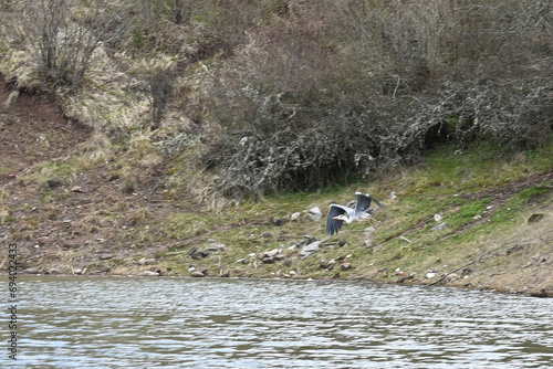 Special nature reserve Uvac, river canyon valley with its meanders in Serbia photo