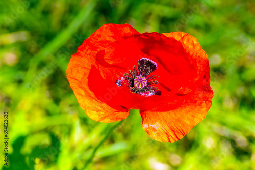 The Beauty of Common Poppies: Characteristics and Growth Habits photo