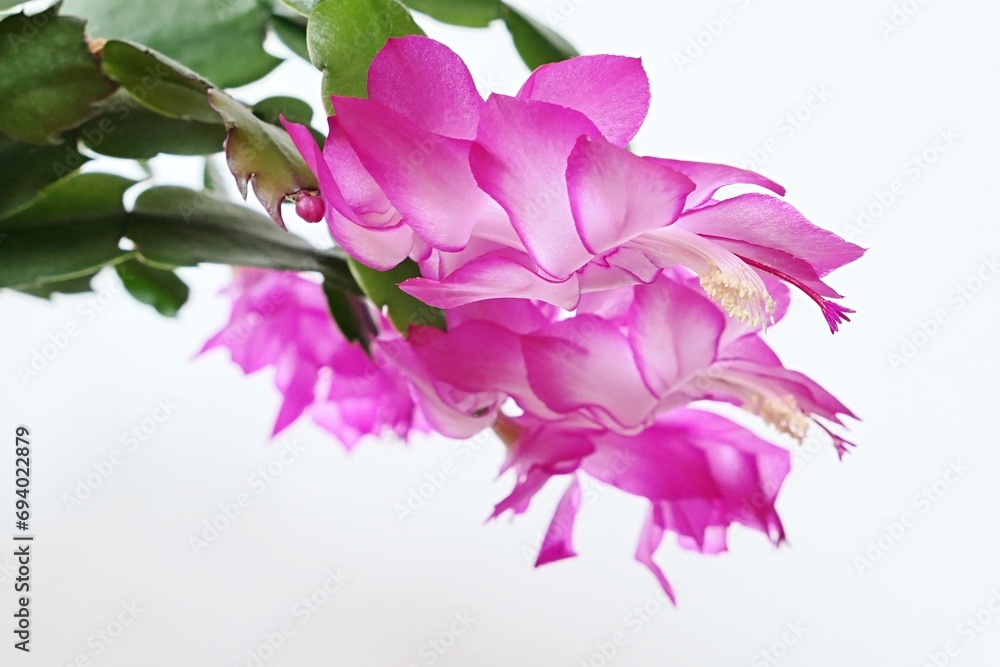 Blossoming pink to white coloured flowers of False Christmas Cactus, also called Christmas Cactus, latin name Schlumbergera, white background. Blossoming pink to white coloured flowers of False Christmas Cactus, also called Christmas Cactus, latin name Schlumbergera, white background.