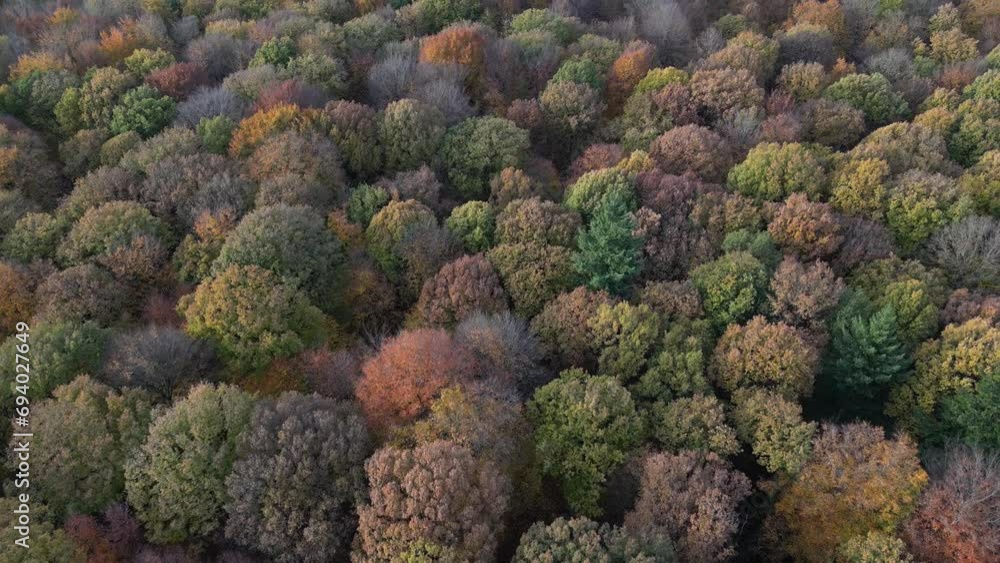 Forest Trees Autumn Colours Forwards Aerial Drone Movement Forest Trees Autumn Colours Forwards Aerial Drone Movement