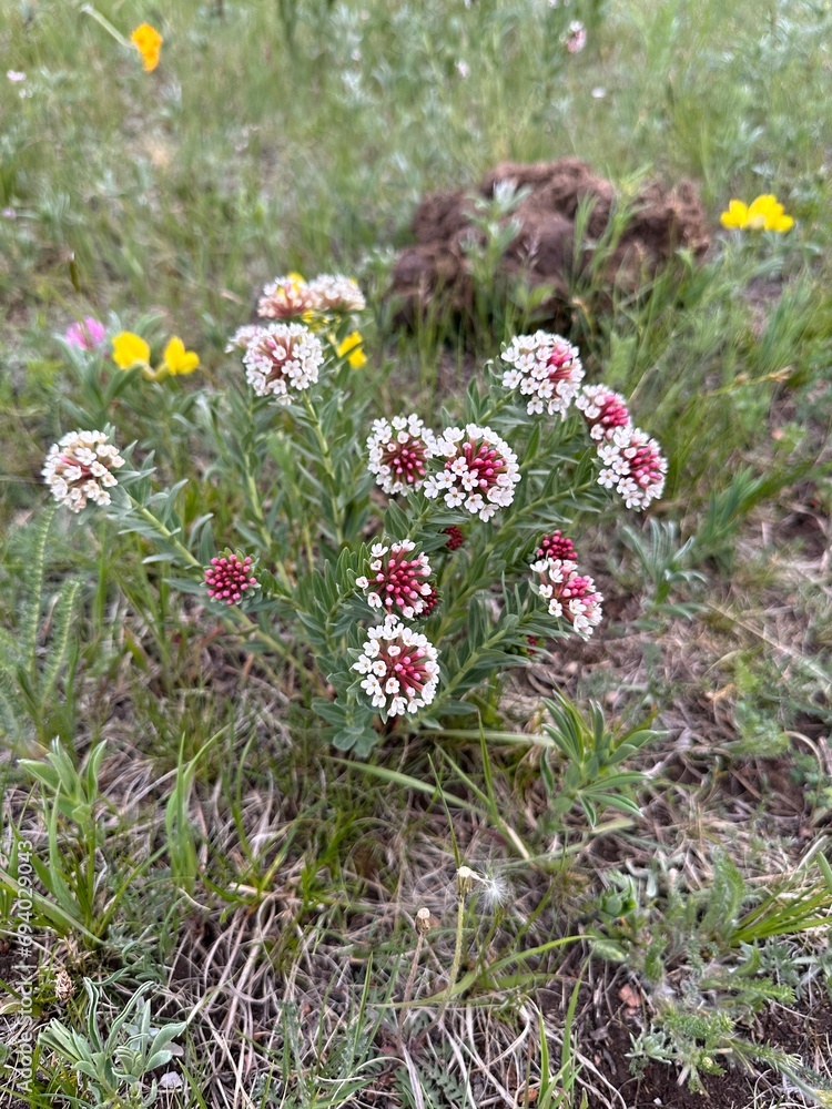 Fototapeta premium Close-up of blooming wildflowers in the grasslands of Gorkhi-Terelj National Park in Mongolia