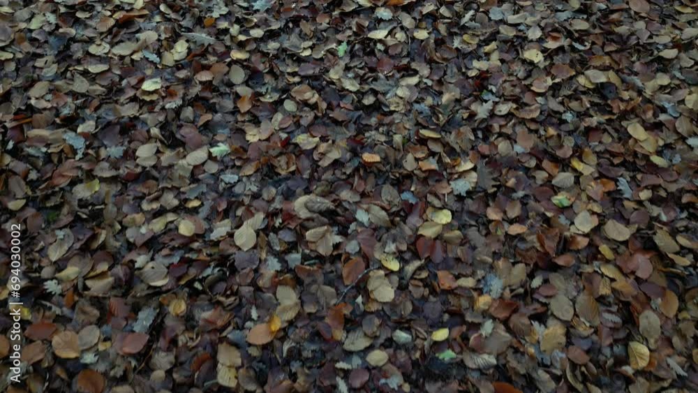 Forwards Movement Panning Fallen Leaves Close Up Autumn Forest Orange Forwards Movement Panning Fallen Leaves Close Up Autumn Forest Orange