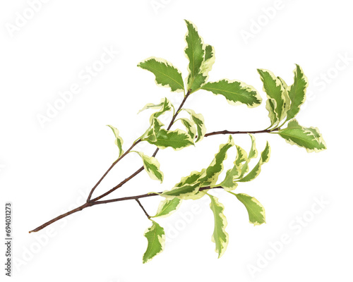 Green and white leaves on twig of pittosporum isolated on white or transparent background
