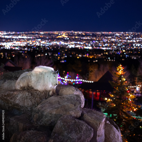 Mountain goat looking at holiday lights 