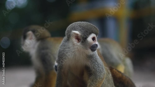 monkey in the amazonas