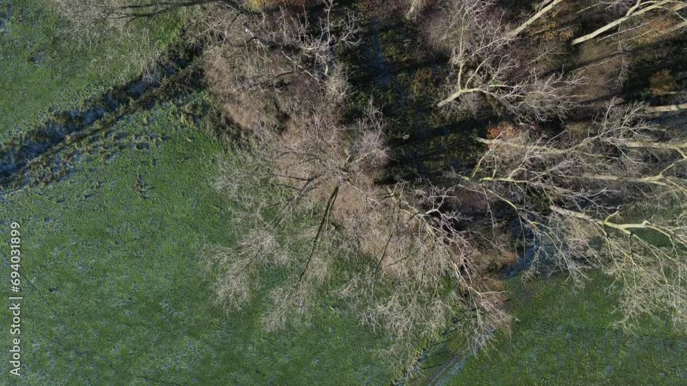 Trees Topdown above slow movement winter no leaves aerial drone 4k Trees Topdown above slow movement winter no leaves aerial drone 4k