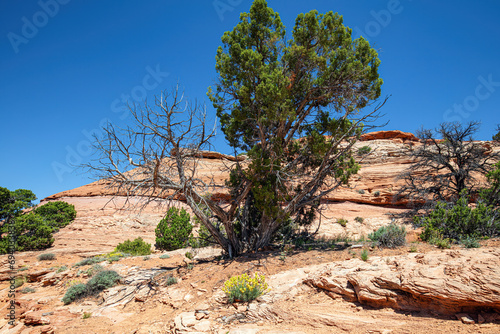 Arid desert environment of red sandstone, eroded rock, buttes, vegetation, green trees, and yellows wildflowers and a cloudless blue sky in Canyonlands National Park Utah. 