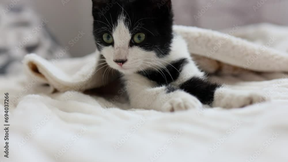 The little kitten, who wants to relax after a long day filled with games and research, settled down on his soft bed. He yawned at the top of his mouth, ready to plunge into the world of dreams The little kitten, who wants to relax after a long day filled with games and research, settled down on his soft bed. He yawned at the top of his mouth, ready to plunge into the world of dreams