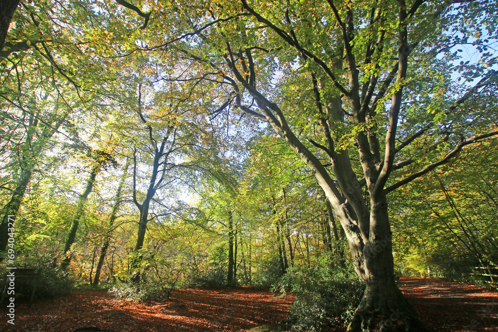 Naklejka premium Decoy Country Park, Devon in Autumn