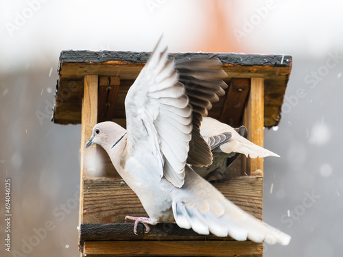 Doves are buisy on a bird feeder