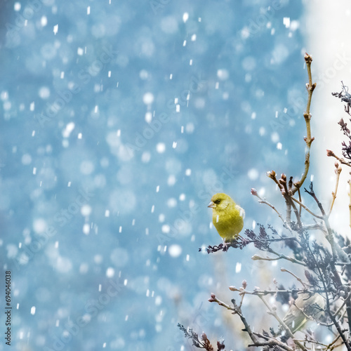 green bird in winter photo