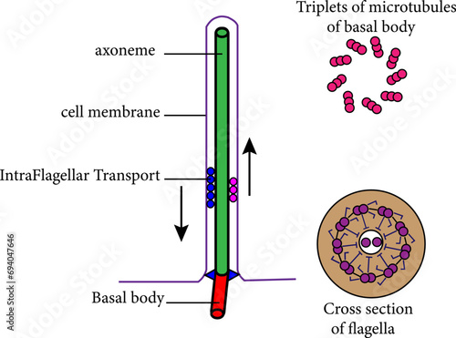 Diagram  of Eukaryotic flagella.Vector illustration.
