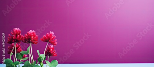 Blooming Red Clover photographed.