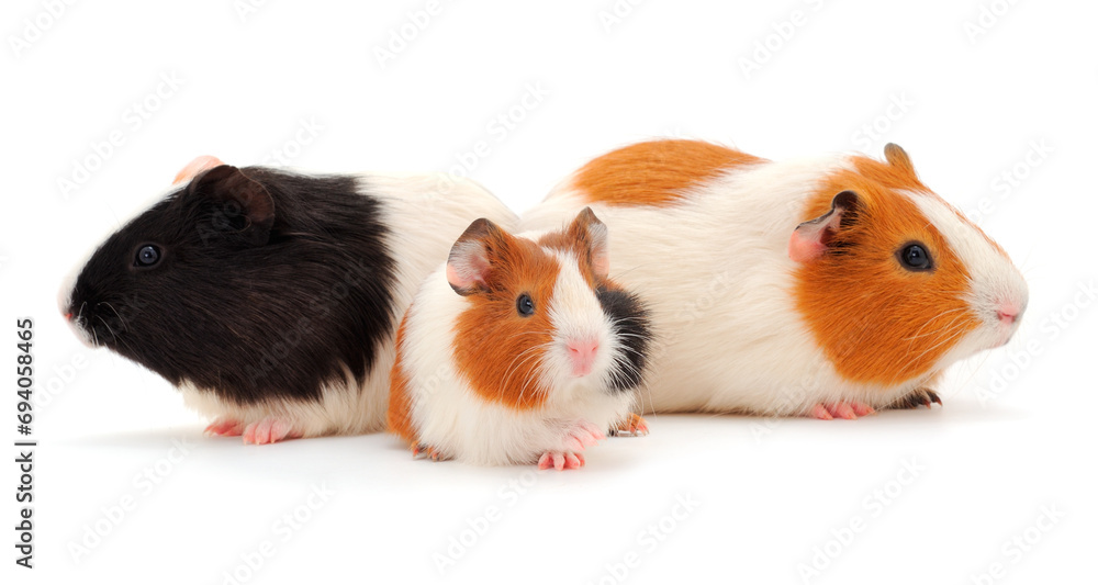 Three guinea pigs isolated. Three guinea pigs isolated.