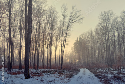 Snowy dirt road in a winter, foggy forest. Beech forest in a shroud of evening fog, soft sunset light