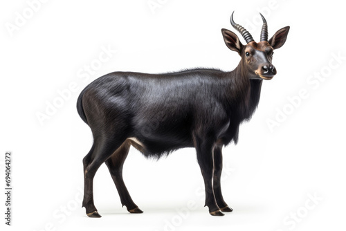 Saola on white background