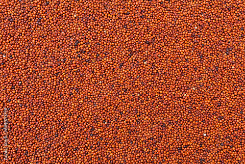 Organic Finger millet or Eleusine coracana close-up view  photo