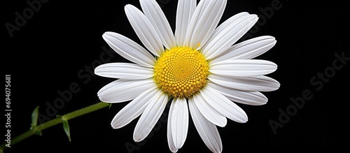 Closeup of a natural chamomile flower  white in color.