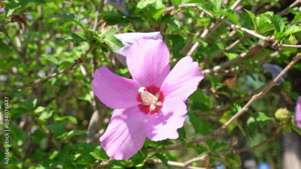 Bush with bright hibiscus flowers swaying from slight wind blowing on warm summer day. Bright plant flutters from wind in sunlight Bush with bright hibiscus flowers swaying from slight wind blowing on warm summer day. Bright plant flutters from wind in sunlight