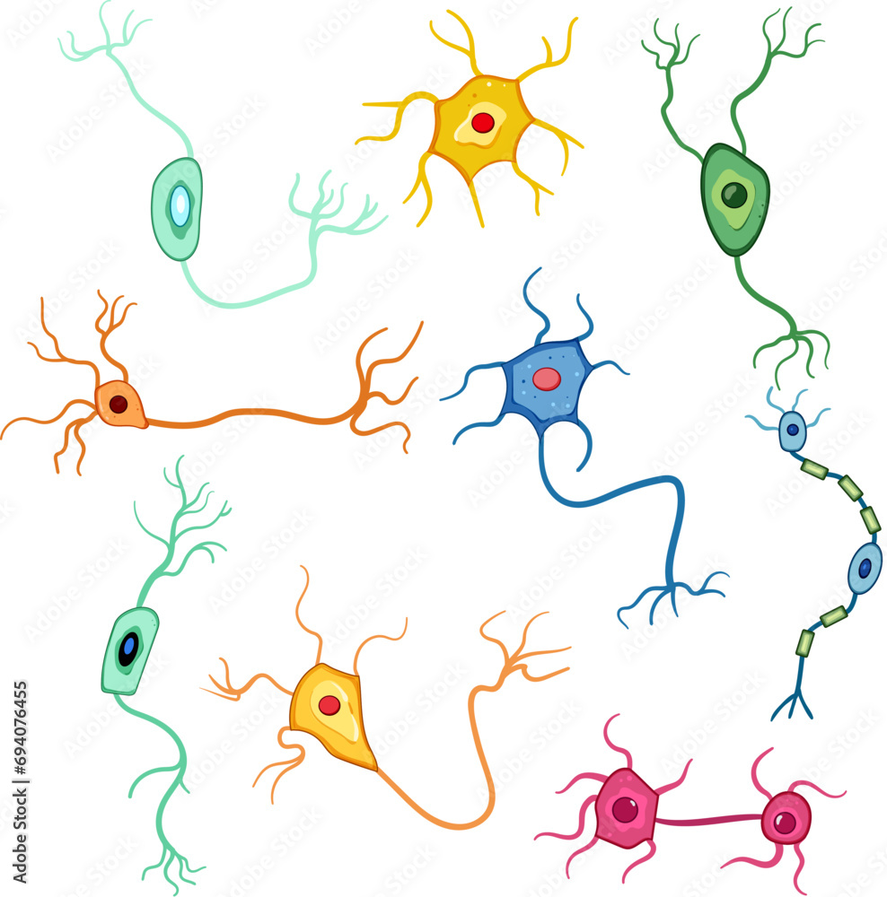 Fototapeta premium neurons set cartoon. cell system, nerve synapse, structure human neurons sign. isolated symbol vector illustration