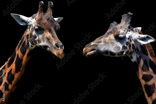 Giraffe (Giraffa camelopardalis) is an African even-toed ungulate mammal, the tallest of all extant land-living animal species, and the largest ruminant.