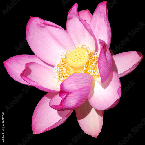 Lotus flower.Nelumbo nucifera, known by a number of names including Indian Lotus, Sacred Lotus, Bean of India, or simply Lotus, is a plant in the monogeneric family Nelumbonaceae. photo