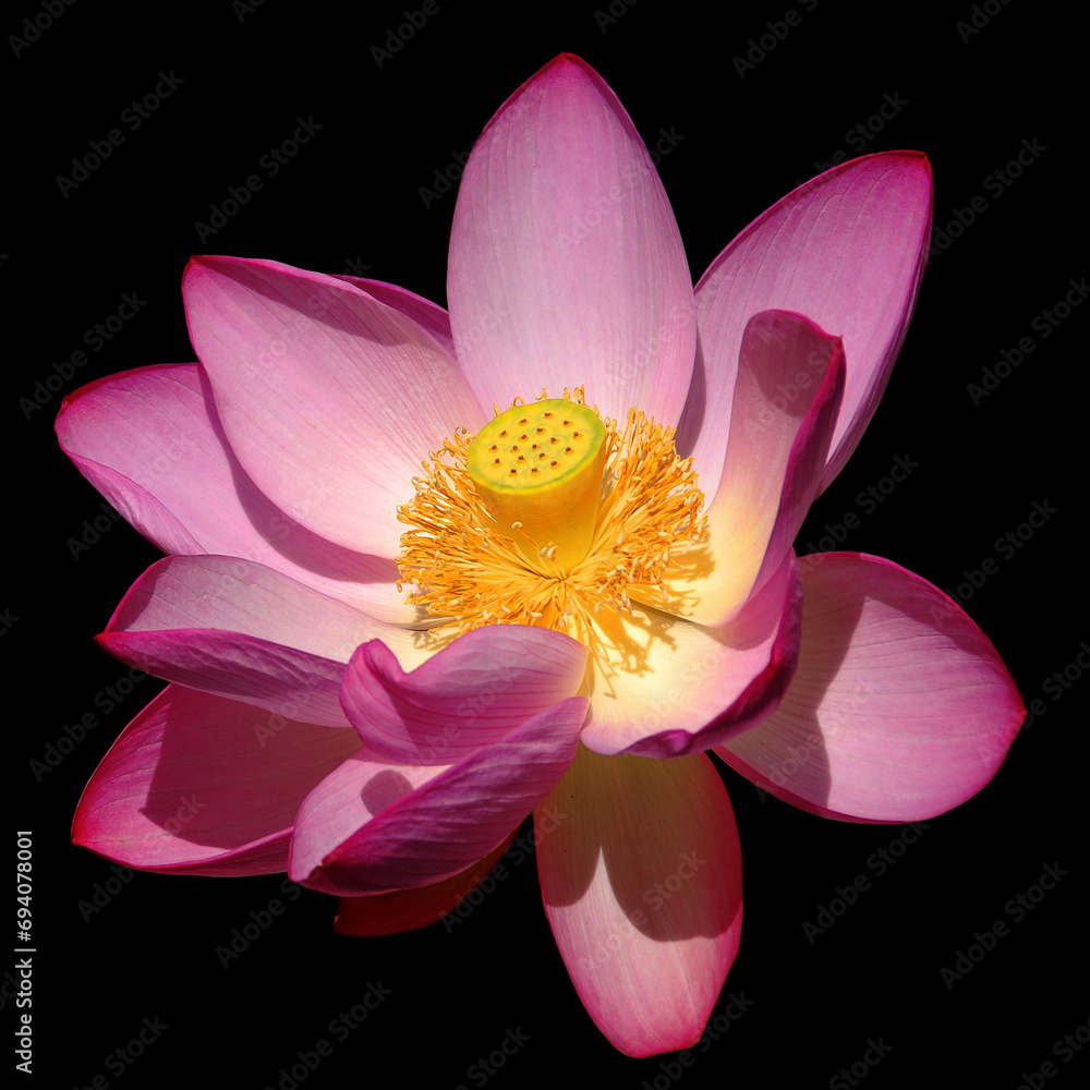 Lotus flower.Nelumbo nucifera, known by a number of names including Indian Lotus, Sacred Lotus, Bean of India, or simply Lotus, is a plant in the monogeneric family Nelumbonaceae.