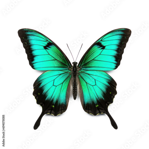 Emerald swallowtail butterfly on white background.
