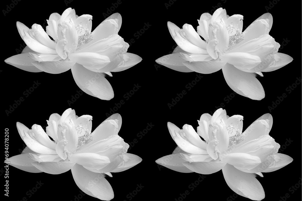 Lotus flower.Nelumbo nucifera, known by a number of names including Indian Lotus, Sacred Lotus, Bean of India, or simply Lotus, is a plant in the monogeneric family Nelumbonaceae. Lotus flower.Nelumbo nucifera, known by a number of names including Indian Lotus, Sacred Lotus, Bean of India, or simply Lotus, is a plant in the monogeneric family Nelumbonaceae.