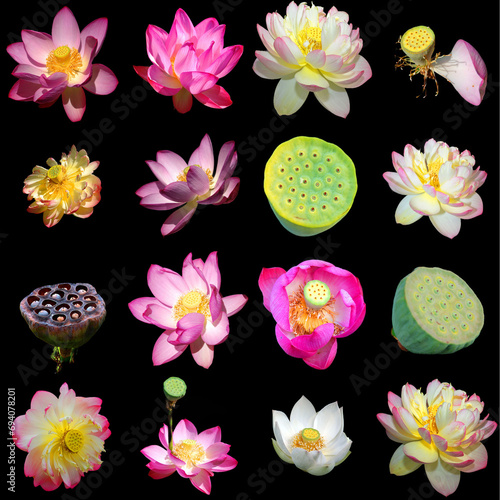 Lotus flower.Nelumbo nucifera, known by a number of names including Indian Lotus, Sacred Lotus, Bean of India, or simply Lotus, is a plant in the monogeneric family Nelumbonaceae. photo