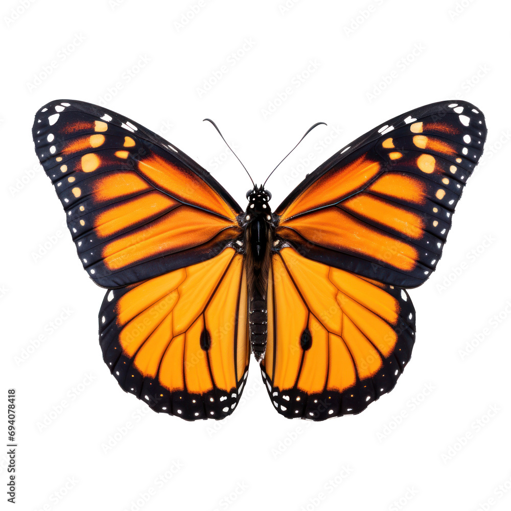 Fototapeta premium Monarch butterfly on transparent background. Butterfly collection concept.