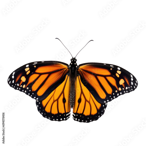 Monarch butterfly isolated on transparent background. 