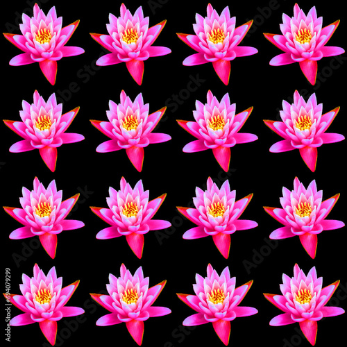 Water lily. Nymphaeaceae is a family of flowering plants. Members of this family are commonly called water lilies