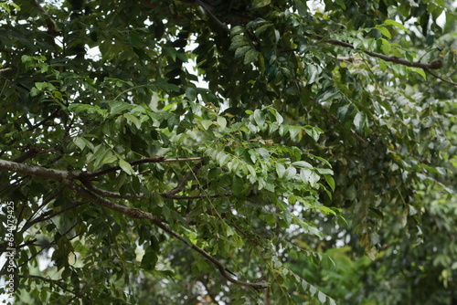 View of the fresh aromatic leaves on a twig of a large Curry tree in the garden