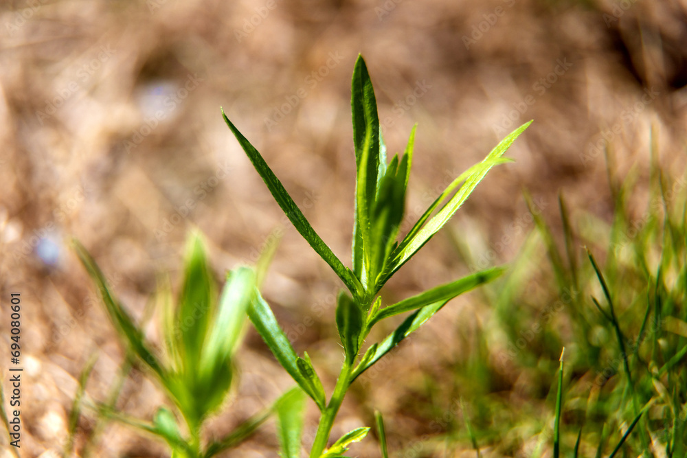 The young shoots of trees with blurred background The young shoots of trees with blurred background