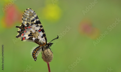 Zerynthia cerisyi 1040 photo